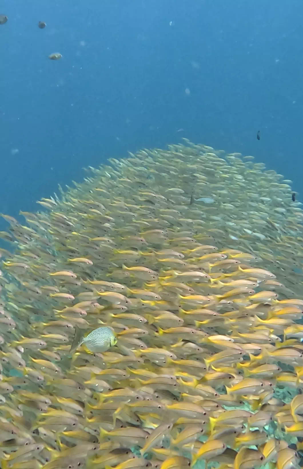 Underwater Phuket Dive Tour