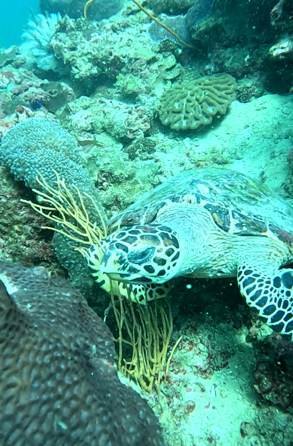 Dive with Instructor Phuket