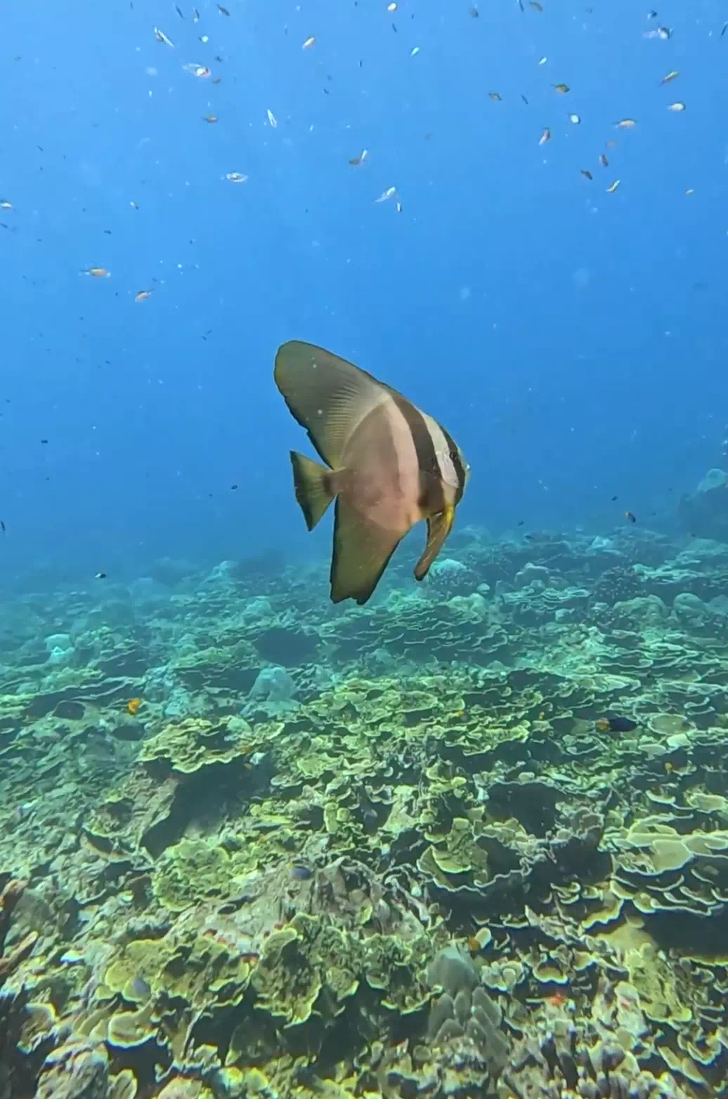 Phuket Diving Boat Trip