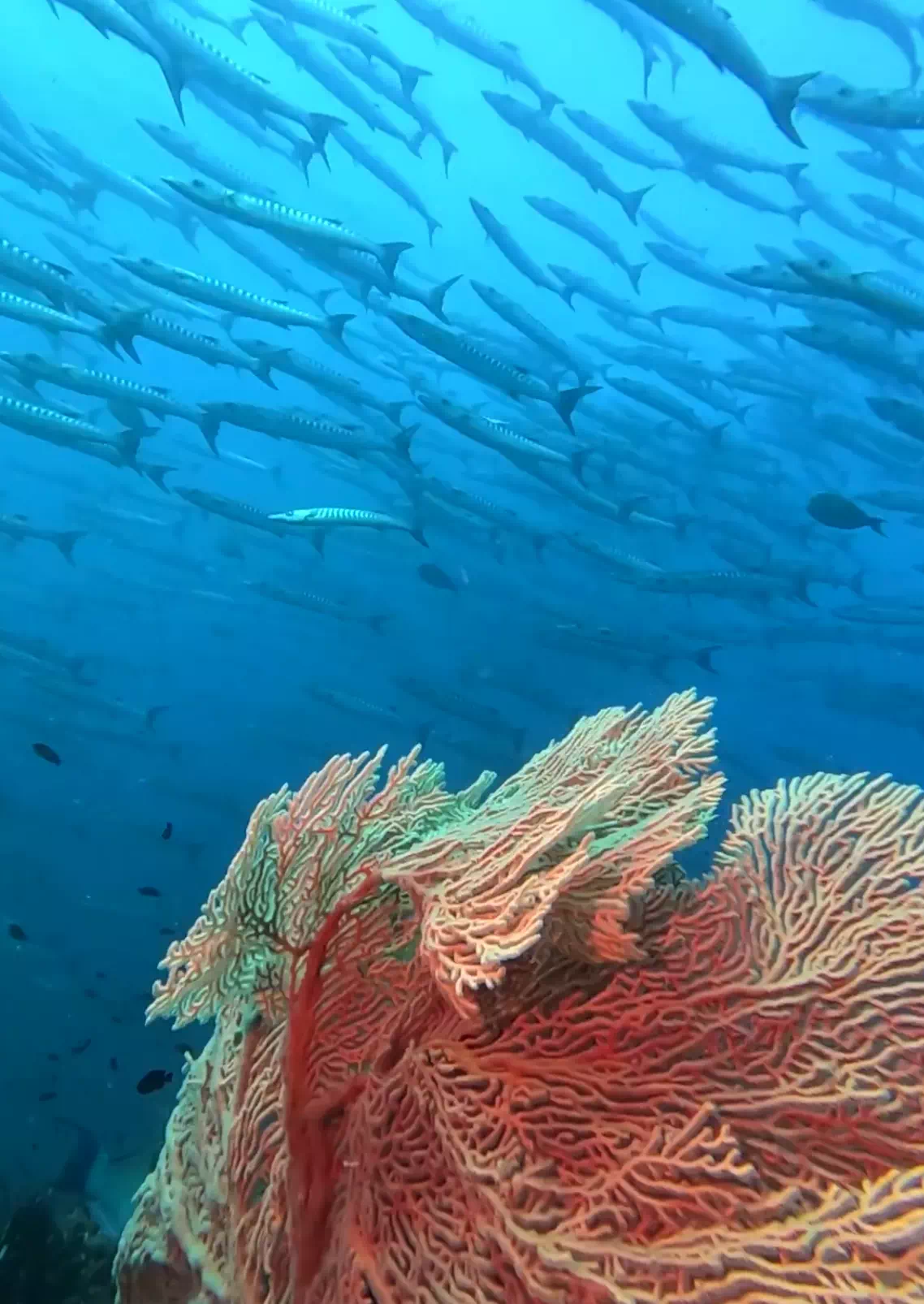 Diving with Friends Phuket