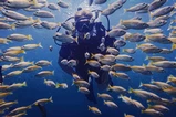 Phuket diving tour thumbnail 2