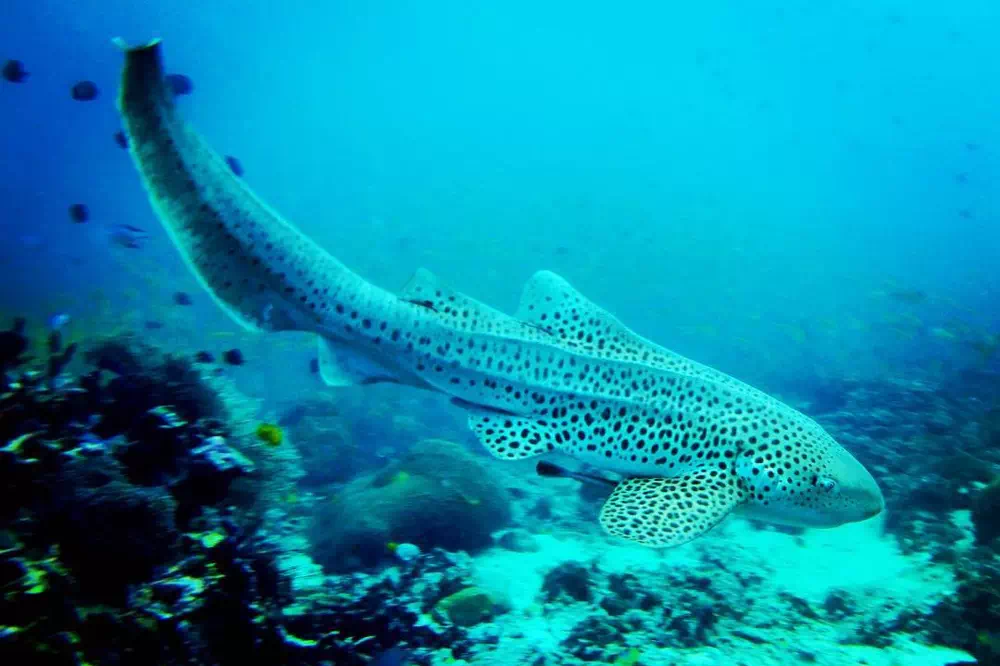 PADI diving Phuket view 7