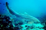 Phuket dive instructor thumbnail 7