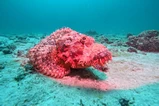Phuket diving Thailand thumbnail 11