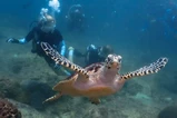 Phuket PADI diving thumbnail 17