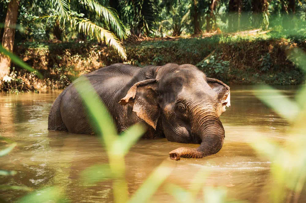 Khao Lak and Elephant Bathing Tour from Phuket View 6
