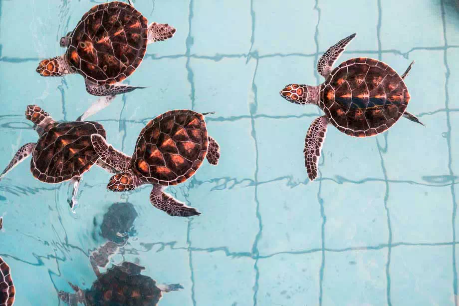 Khao Lak and Elephant Bathing Tour from Phuket View 15