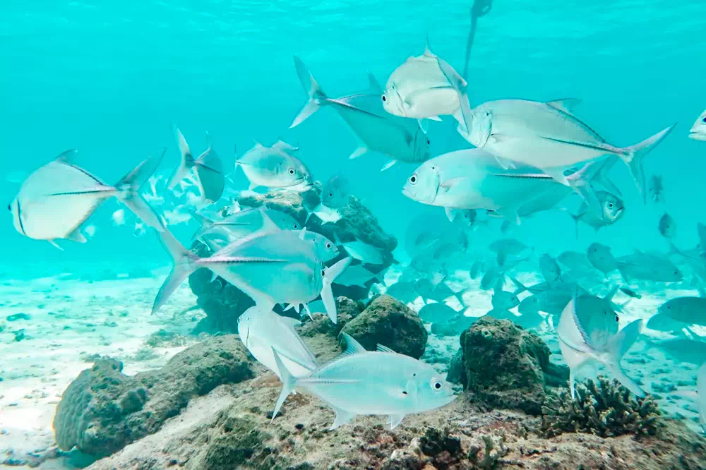 Similan Islands Tour from Phuket view 5