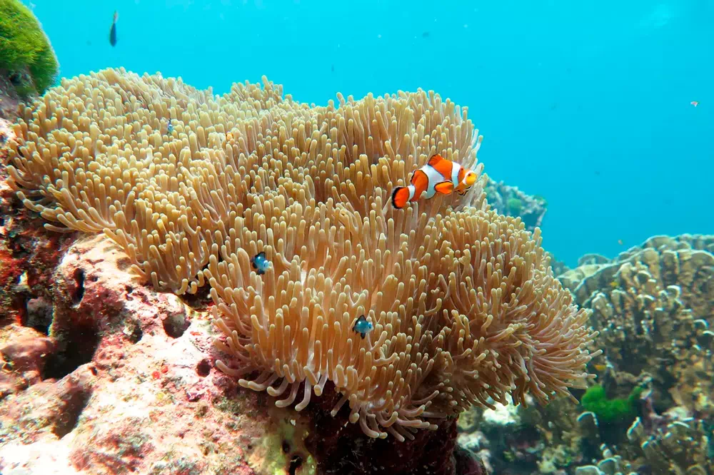 Similan Islands Tour from Phuket view 12