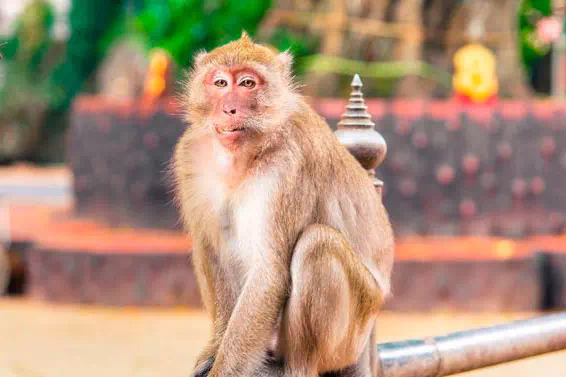 White water rafting in Phang Nga Province from Phuket view 9