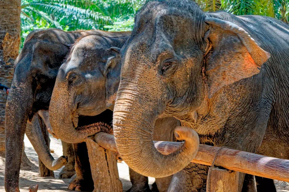 White water rafting in Phang Nga Province from Phuket view 12