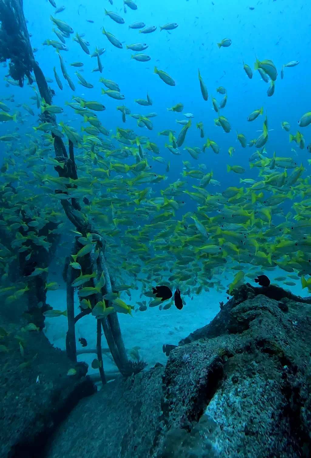 Scuba Diving in Phuket Thailand