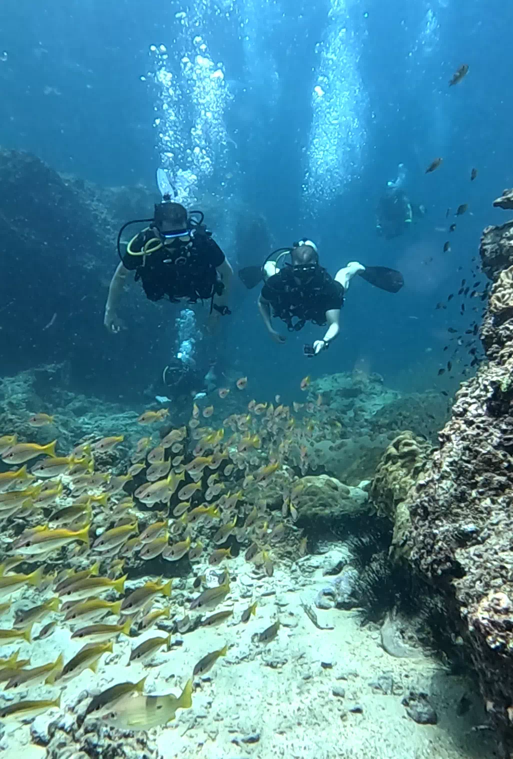 Dive Trip Phuket Coral Reef