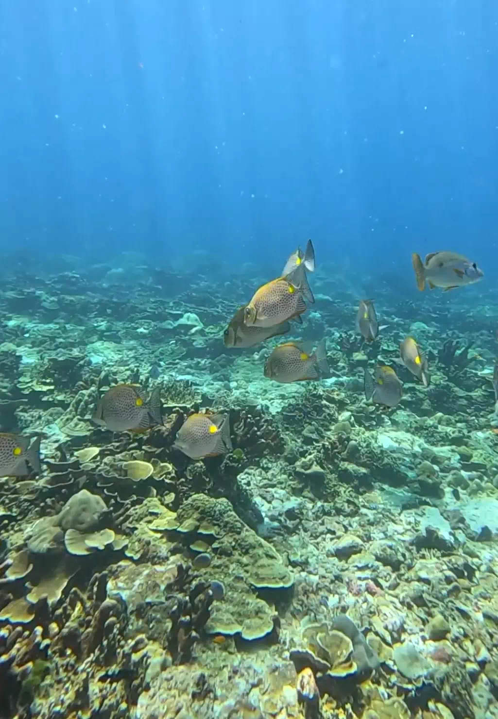 Scuba Diving Experience Phuket