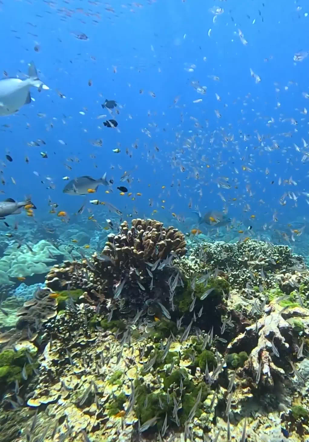 Phuket Dive Day Trip