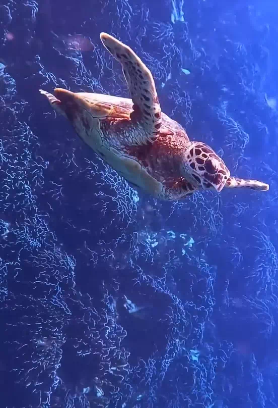 Similan Islands beaches and sea photo 3